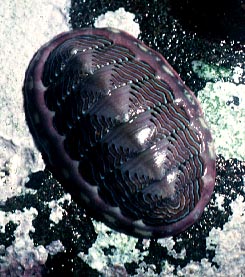 Lined chiton